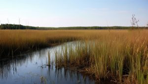 заросший водоем топкий берег